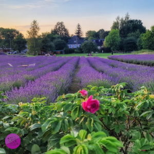 Lawendowe Pole Morgana