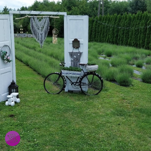 LAWENDOWY ZAGONEK TARNÓW