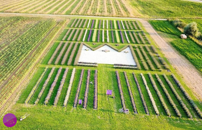 Levanduľové Kráľovstvo