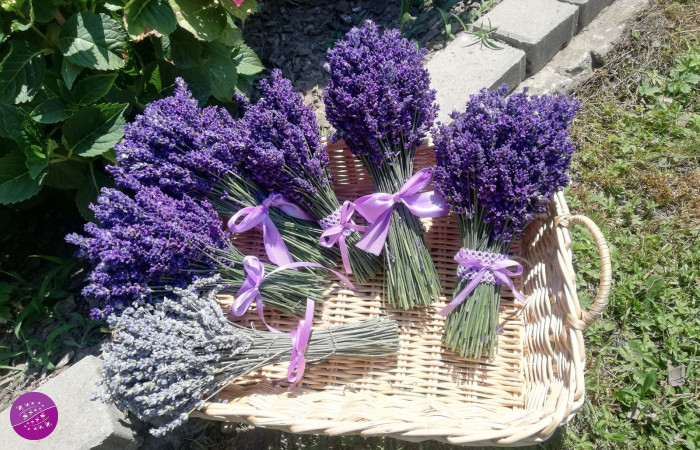 Jezioro Lawendy plantacja w Kościankach