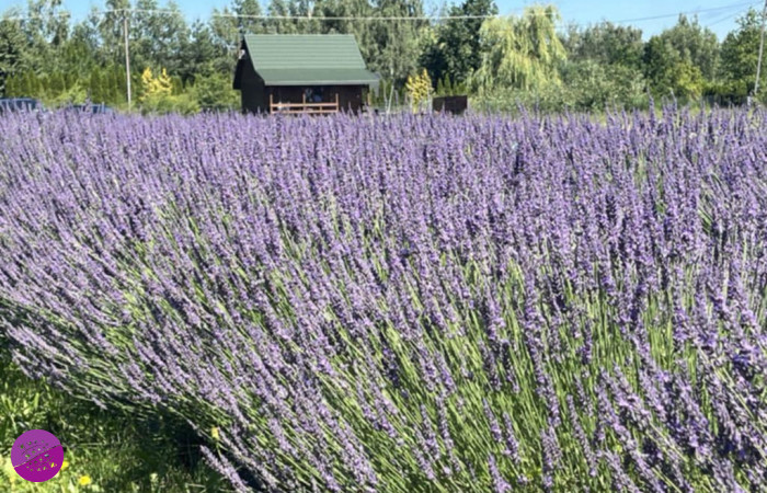 Jezioro Lawendy plantacja w Kościankach